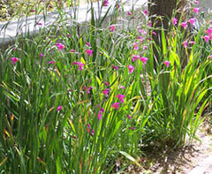 plantas, medicinales, remedios naturales, espadilla planta, estreimiento, curar,   fotos, imagen, imagenes, fotografas,  dibujos,  graficos, hierbas medicinales, tallos, hojas, flores, semillas, bebidas, pomadas,,aceites, unturas, baos, 